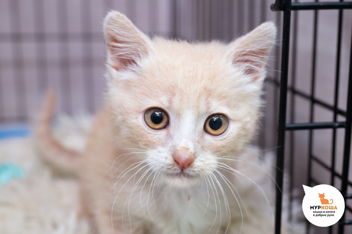 Гудёнок найден на даче.