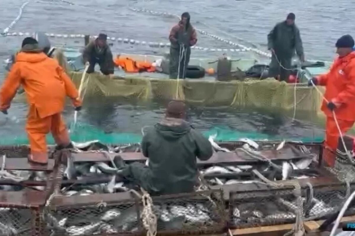    В Хабаровском крае горбуша преподнесла неожиданный сюрприз