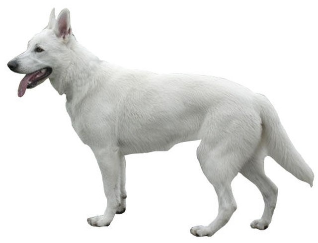 Белая швейцарская овчарка — это собака средних и крупных размеров с гармоничным телосложением, которое подчеркивает её силу, ловкость и выносливость.