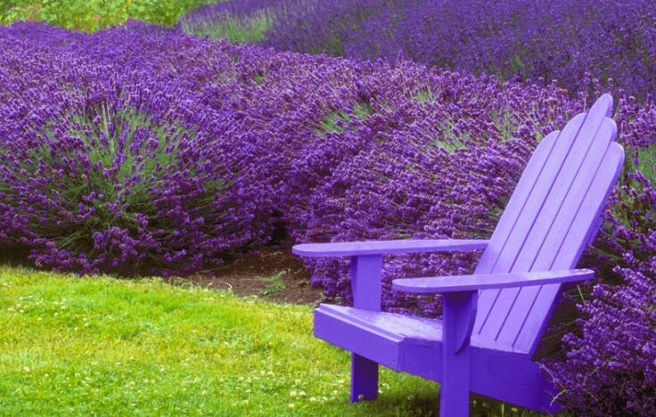 Лаванда. Не обрезать осенью.