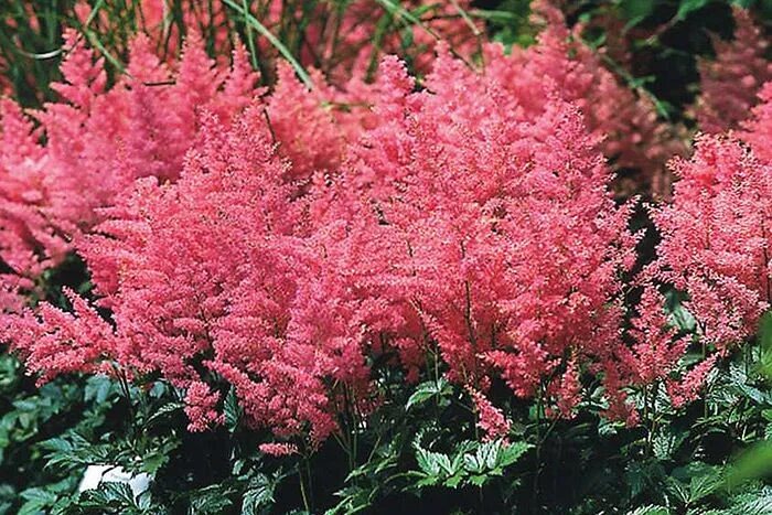 Астильба. Не обрезать осенью