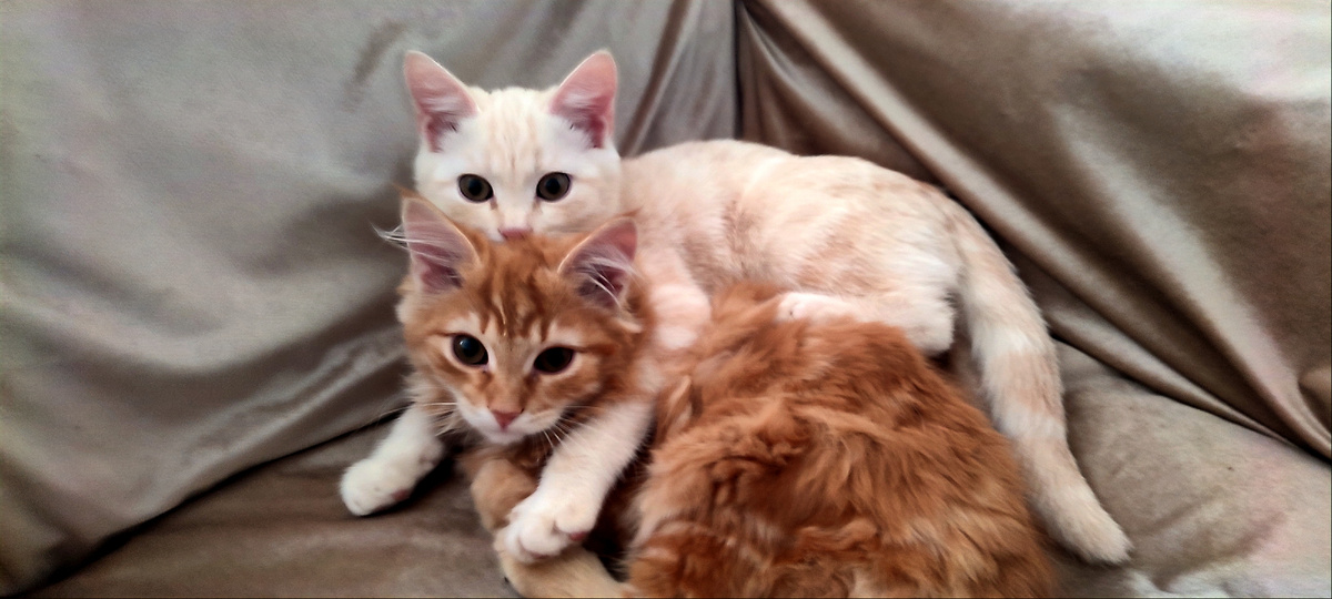 Вот эти самые обормоты. Персик и Кеша