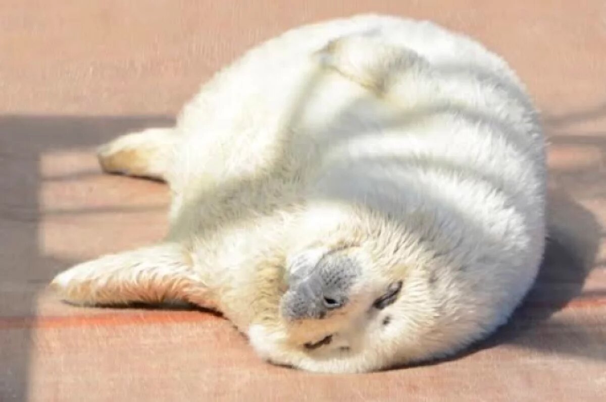    Обитатели Приморского океанариума устроили необычную «забастовку»