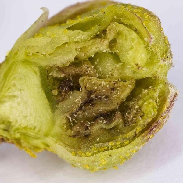 Почковый клещ