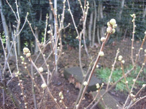 Почковый клещ