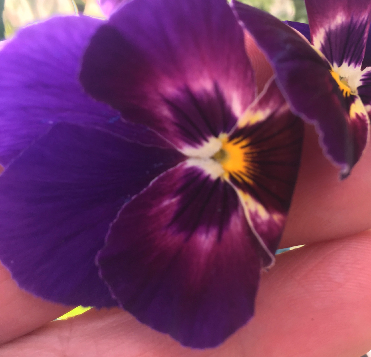 Представляете, выжили после заморозков в минус 16 градусов