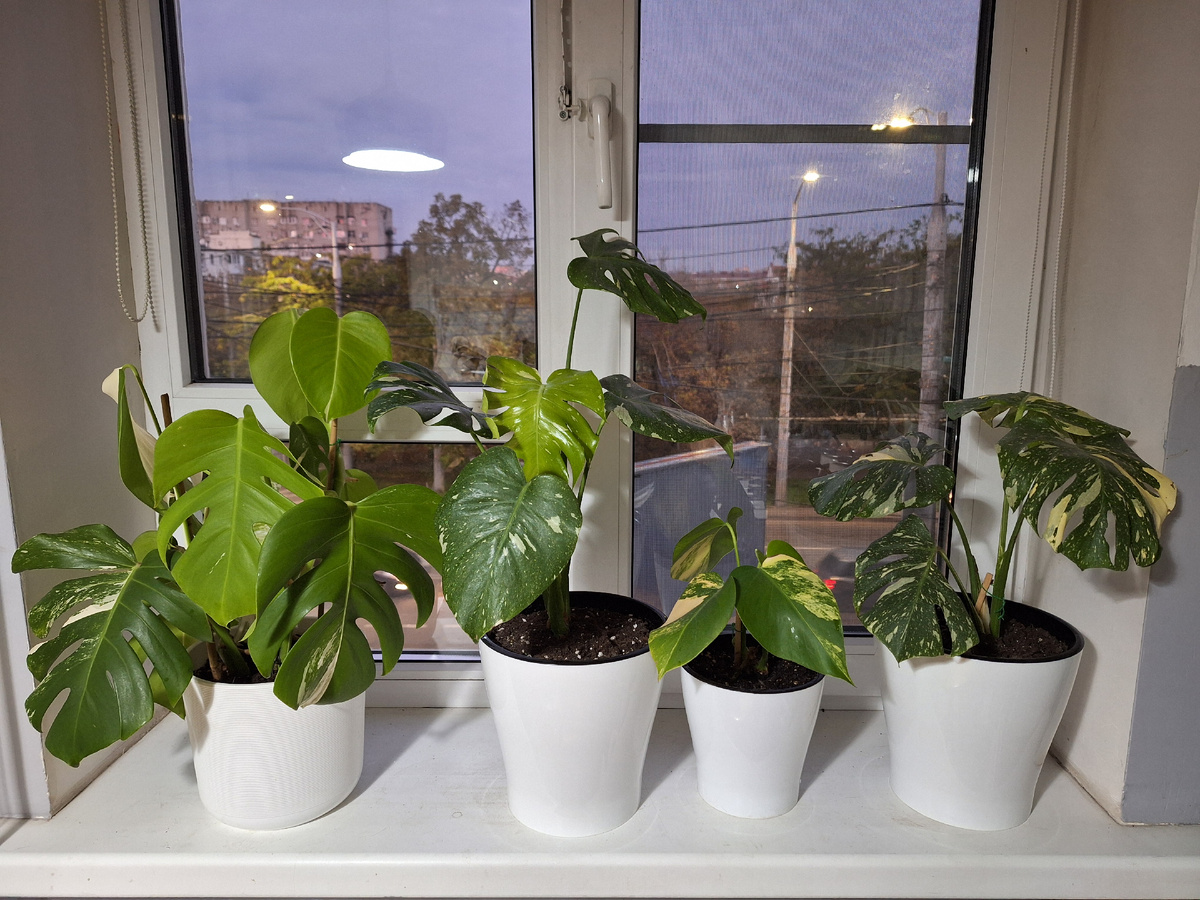 Некоторые из моих монстер.