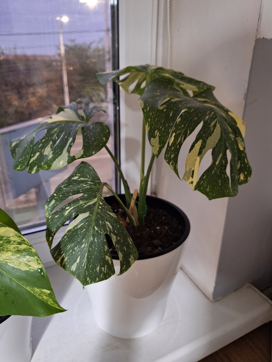 Тайское созвездие