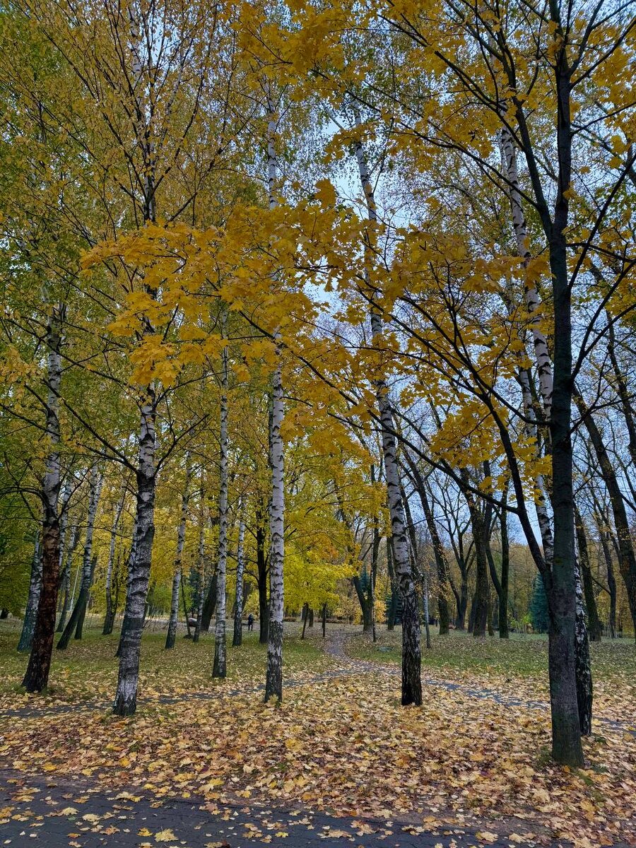 Минск. В осеннем парке. Фото дочери автора статьи