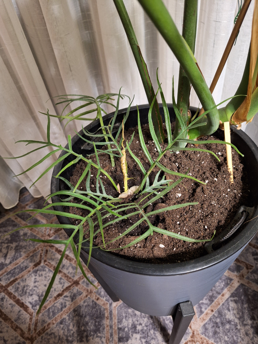 Тортум в компаньонах у монстеры деликатесной.