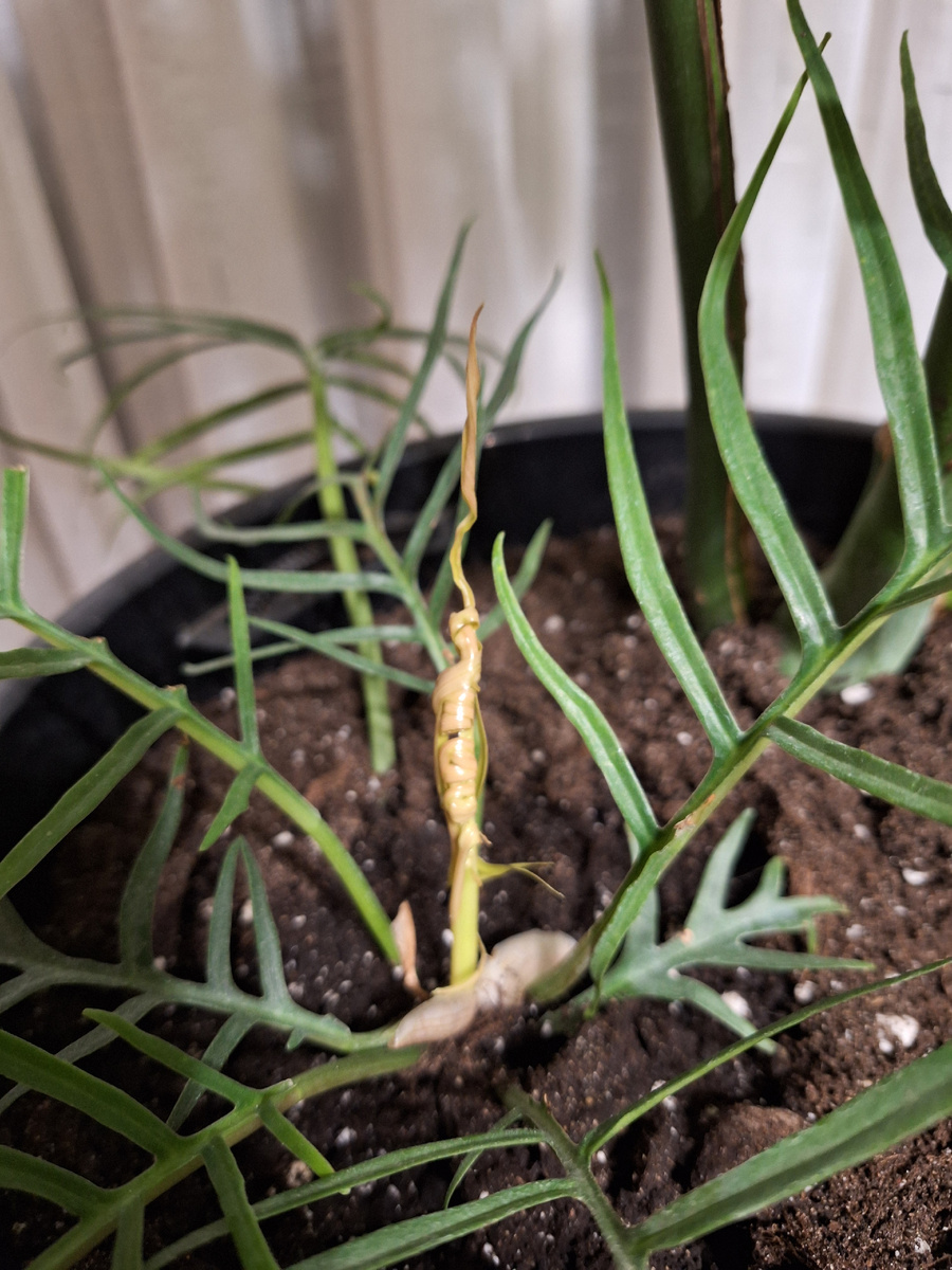 Новый лист сначала выглядит так.