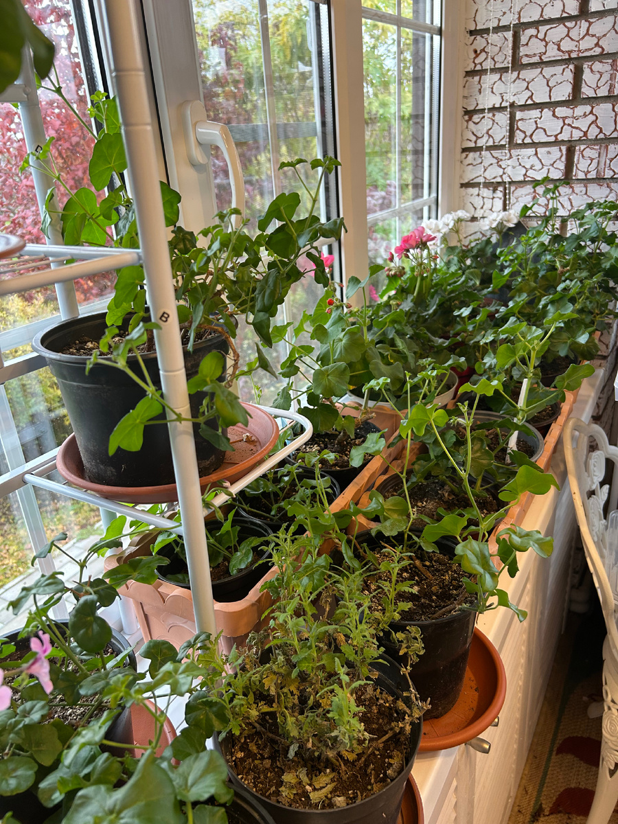 В тесноте да не в обиде. Фото Мой второй сад. 