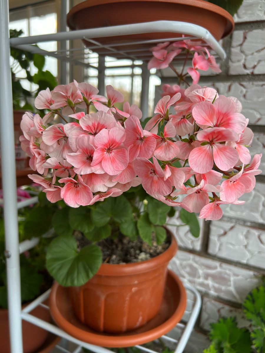 Октябрьское цветение. Фото Мой второй сад