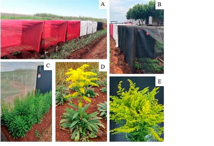    Канадский золотарник: в России инвазивный, а в Бразилии – ценный объект цветоводства