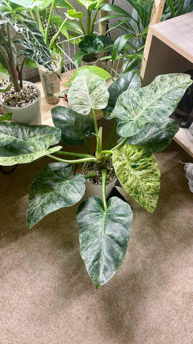 Его былая роскошь.