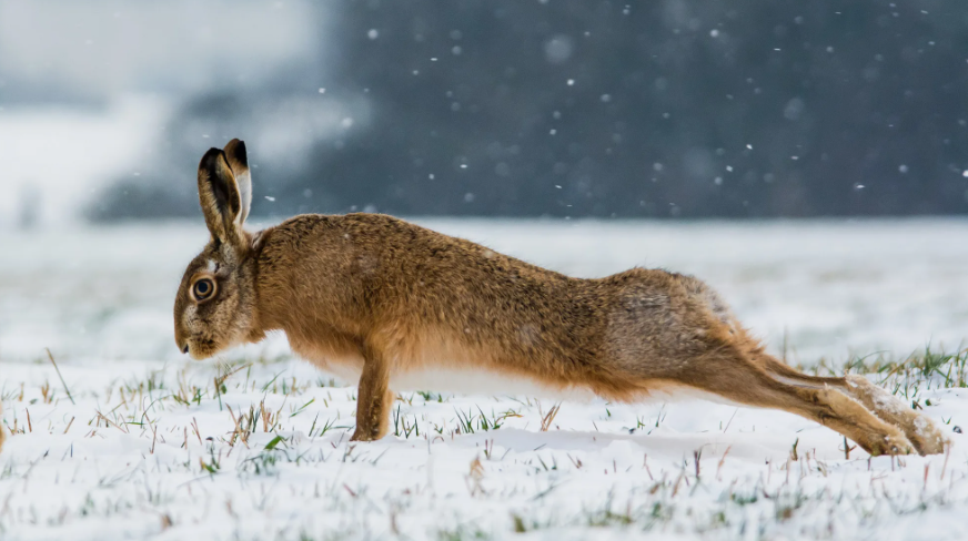 Заяц опасен
