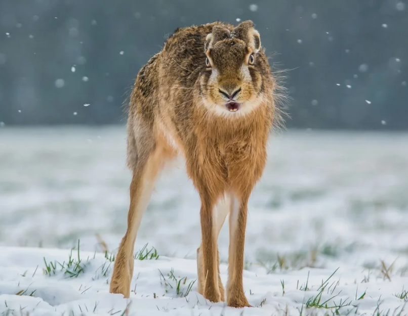 Заяц странее волка