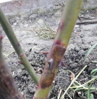 Весенний побег с ИО. Фото автора 