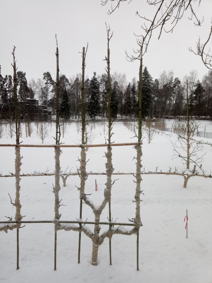 Январь 2021 Деревья высажены в августе. Это из первая зима. На переднем плане яблони сформированы в форме подсвечника. Во втором ряру вытянуты параллельно земле. Далее - в форме арок и в естественном виде. Сотрудники парка не знали, выдержат ли деревья эту зиму, потому что прямо в августе бкрно начали цвести (со слов экскурсовода) 