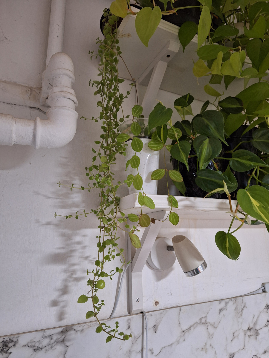 На открытых полках на кухне.