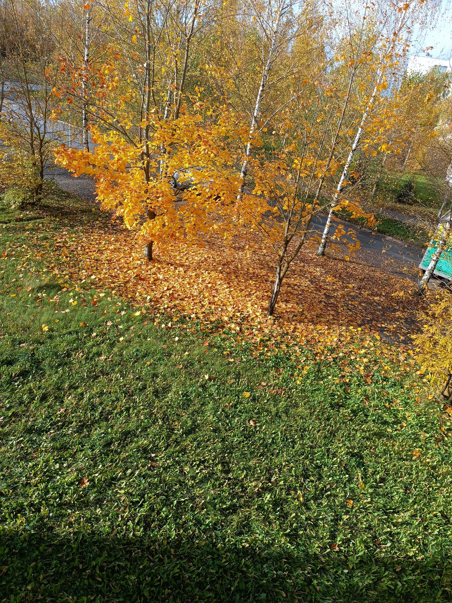 Под окном у нас такая красота