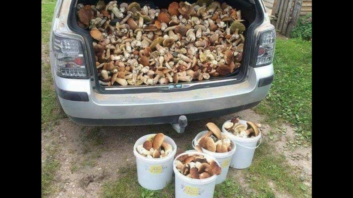 Фото из интернета. Грибной год.