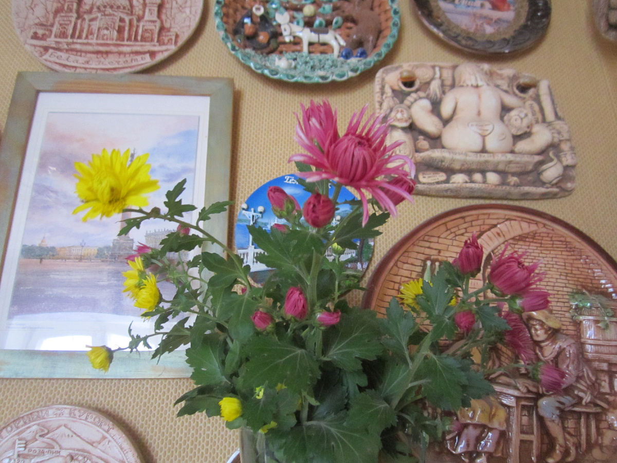 мои хризантемы)