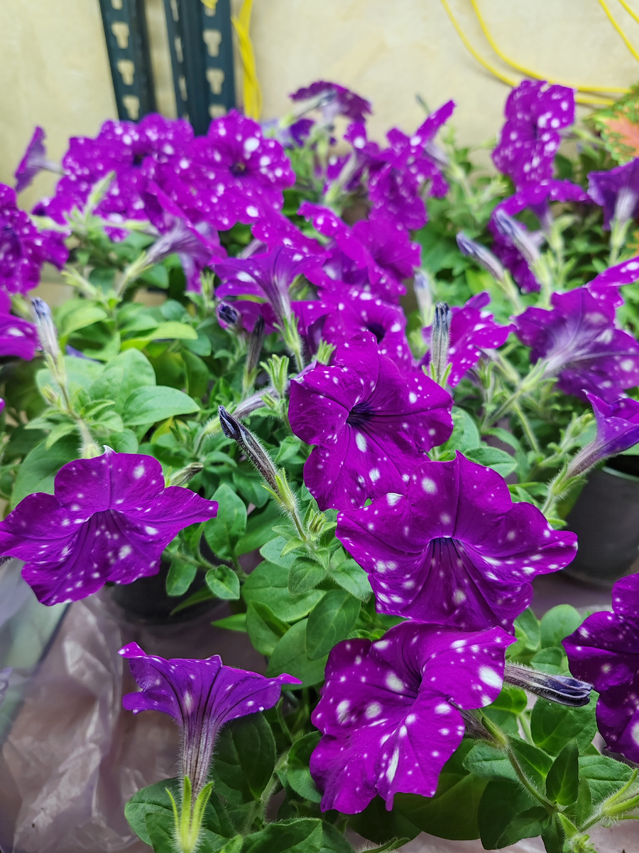 Черенки, укоренённые в августе