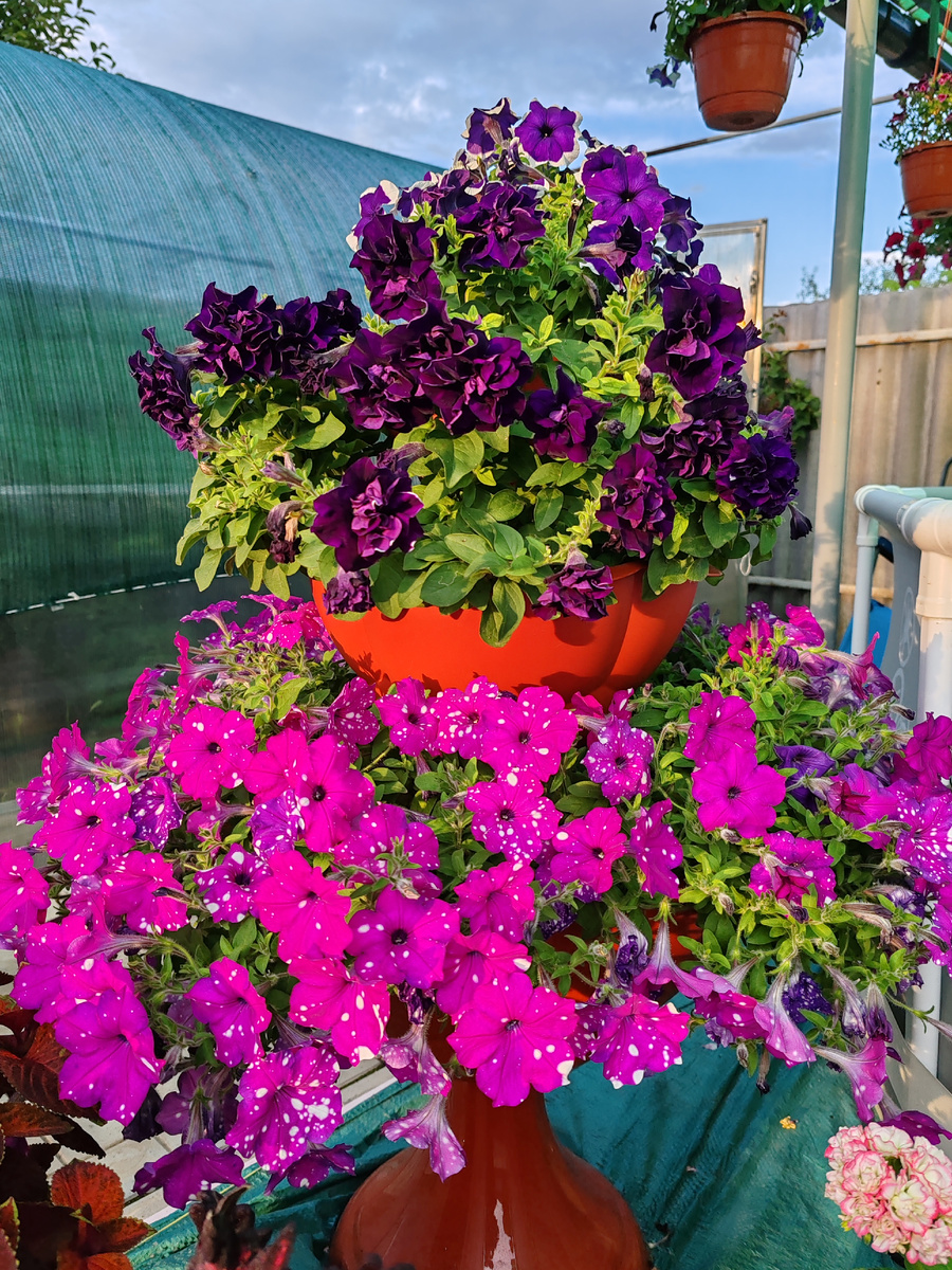 Нижний ярус- петуния "Звёздное небо"