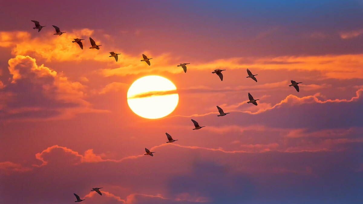 Фото из интернета. Журавли полетели н6а Юг.