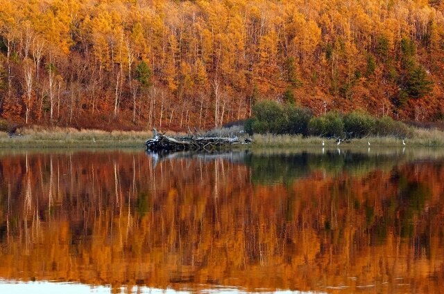    Белые цапли над Горином. Фото: телеграм-канал Комсомольский заповедник/ Ирина Щеглова