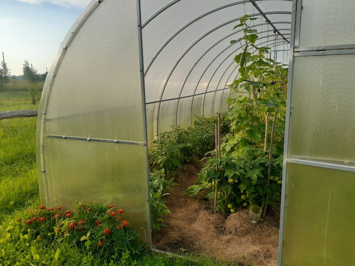    Обработала так в октябре - ни вредителей, ни болезней в теплице больше не будет. Важно не только чем, но и как обработать