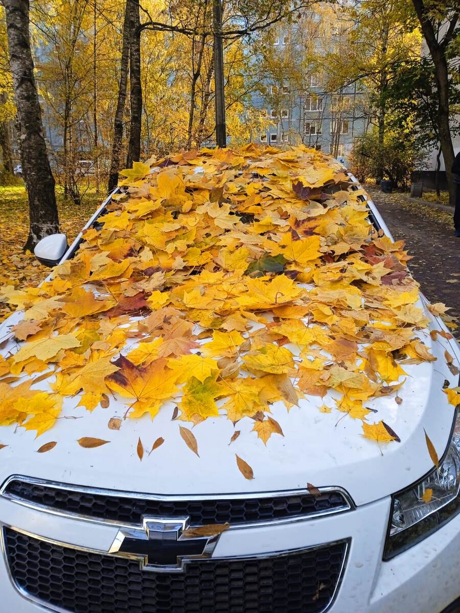 Машина во дворе давно стоит. Дождь ее поливал, а теперь листьями засыпало. 