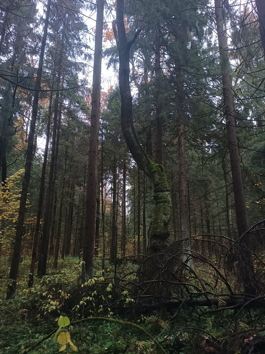 Вот такой интересный дуб встретили в лесу.