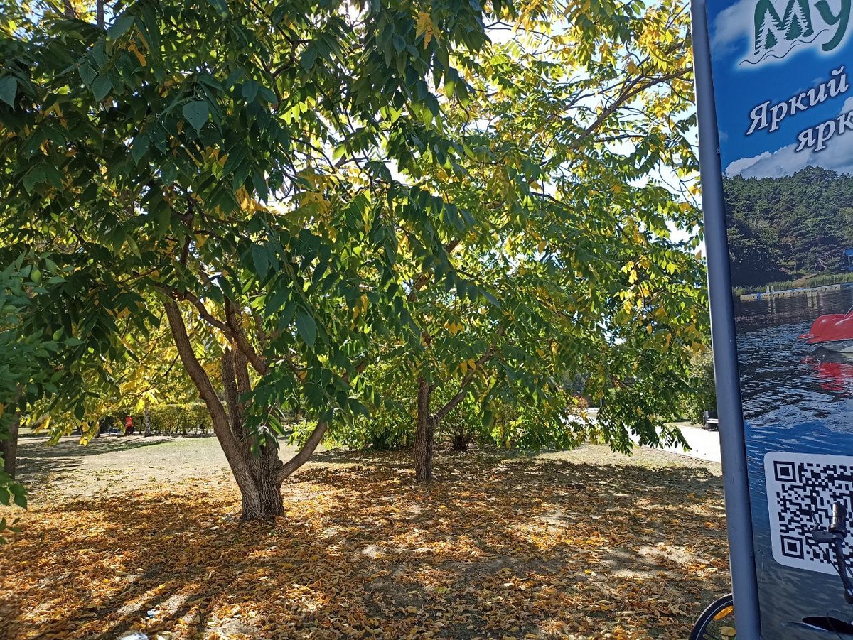 Маньчжурские орехи (фото автора)