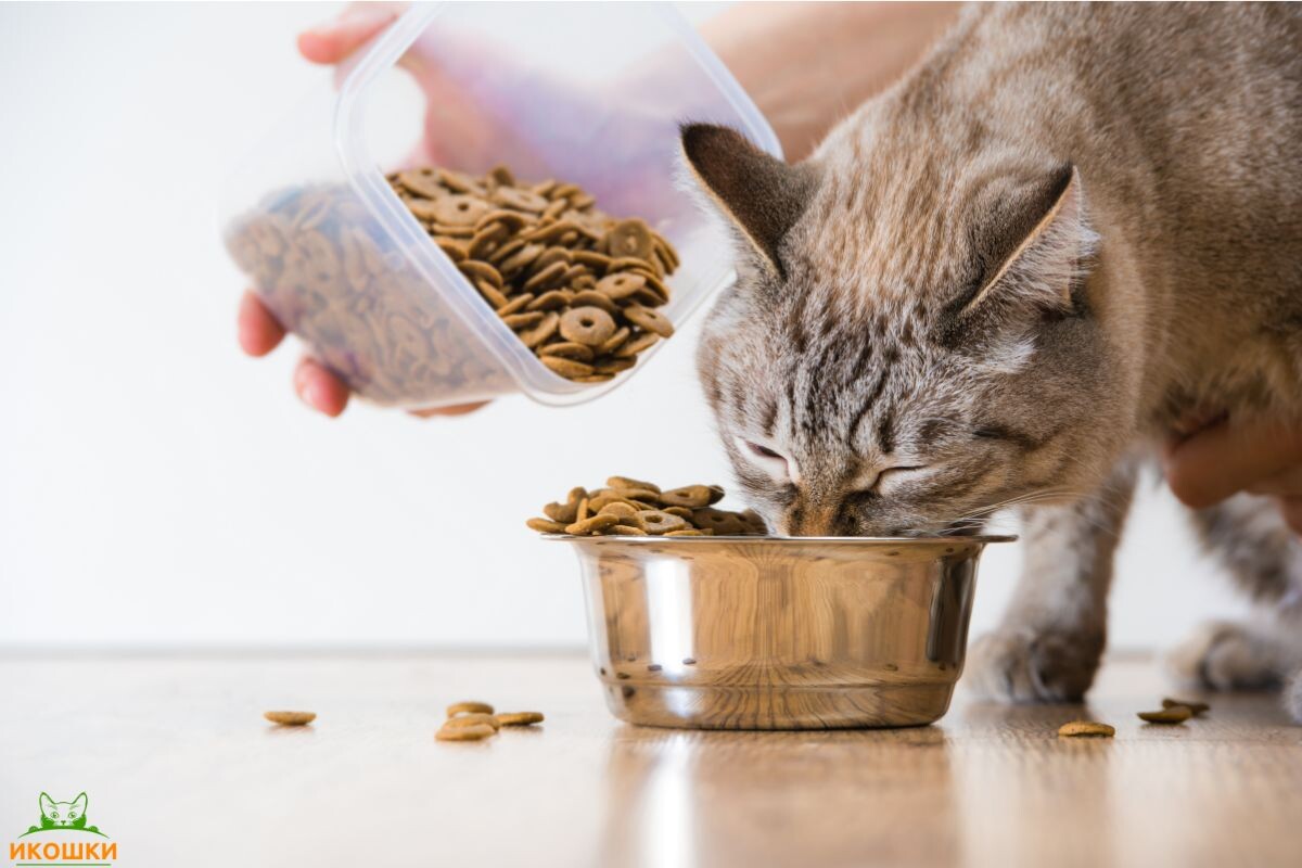 Котик ест корм 