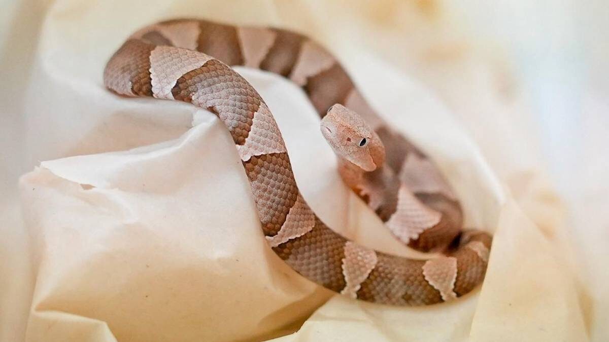    Фото: пресс-служба Департамента культуры города Москвы