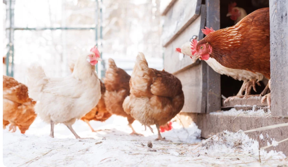 Содержание кур зимой: как правильно ухаживать, кормить и поить птицу в холодное время