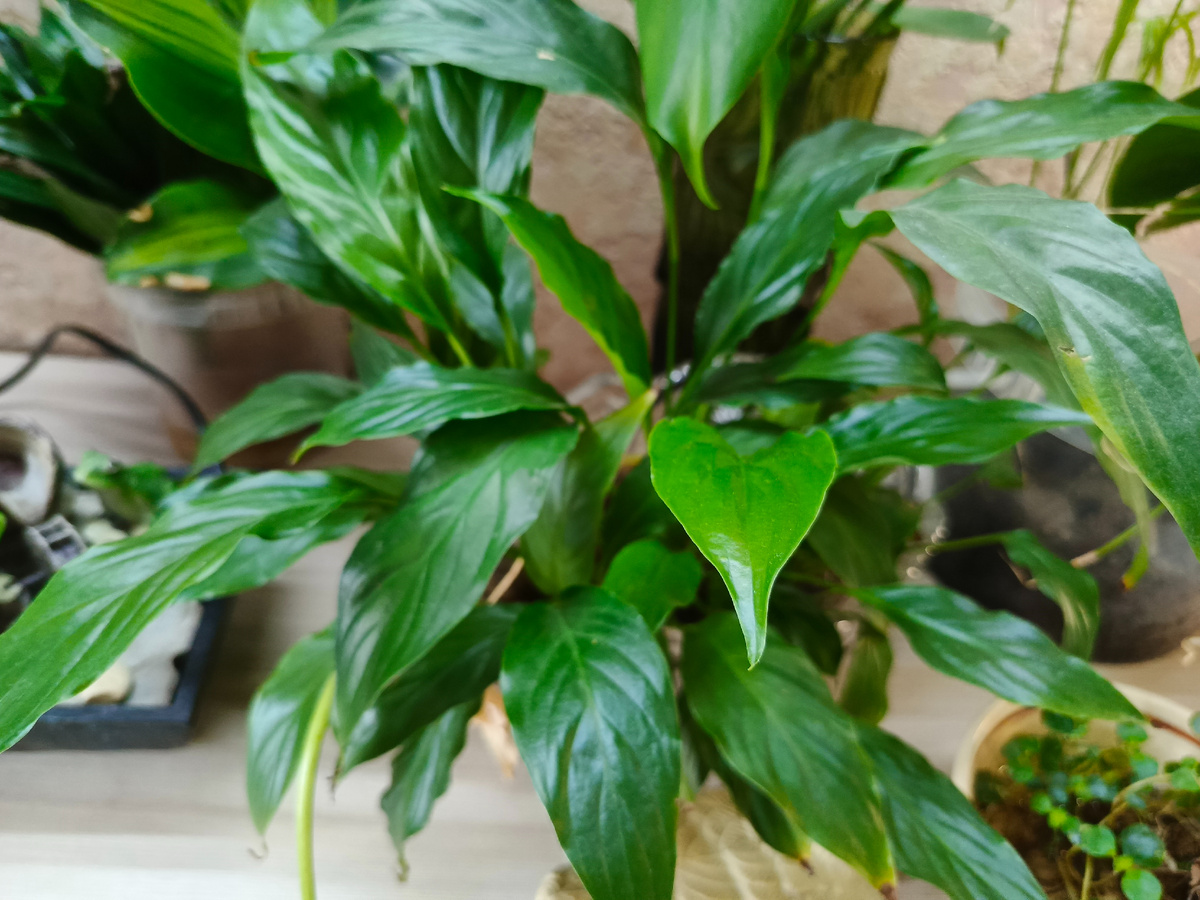 Спатифилум