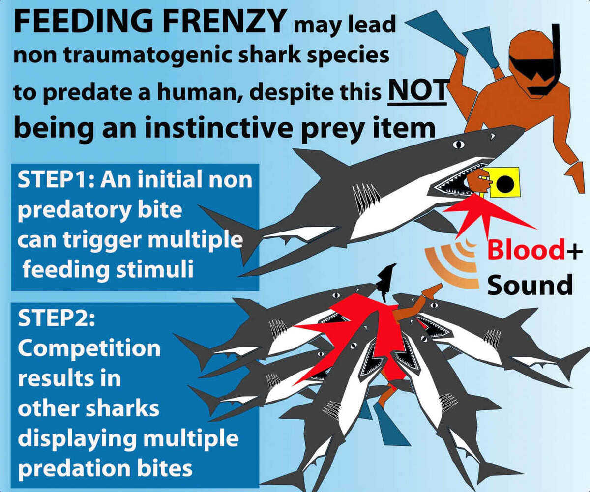    Графическая реконструкция смертельного нападения акул на пловца у берегов Израиля / Eric E. G. Clua, Kristian. J. Parton, Ethology (2025)