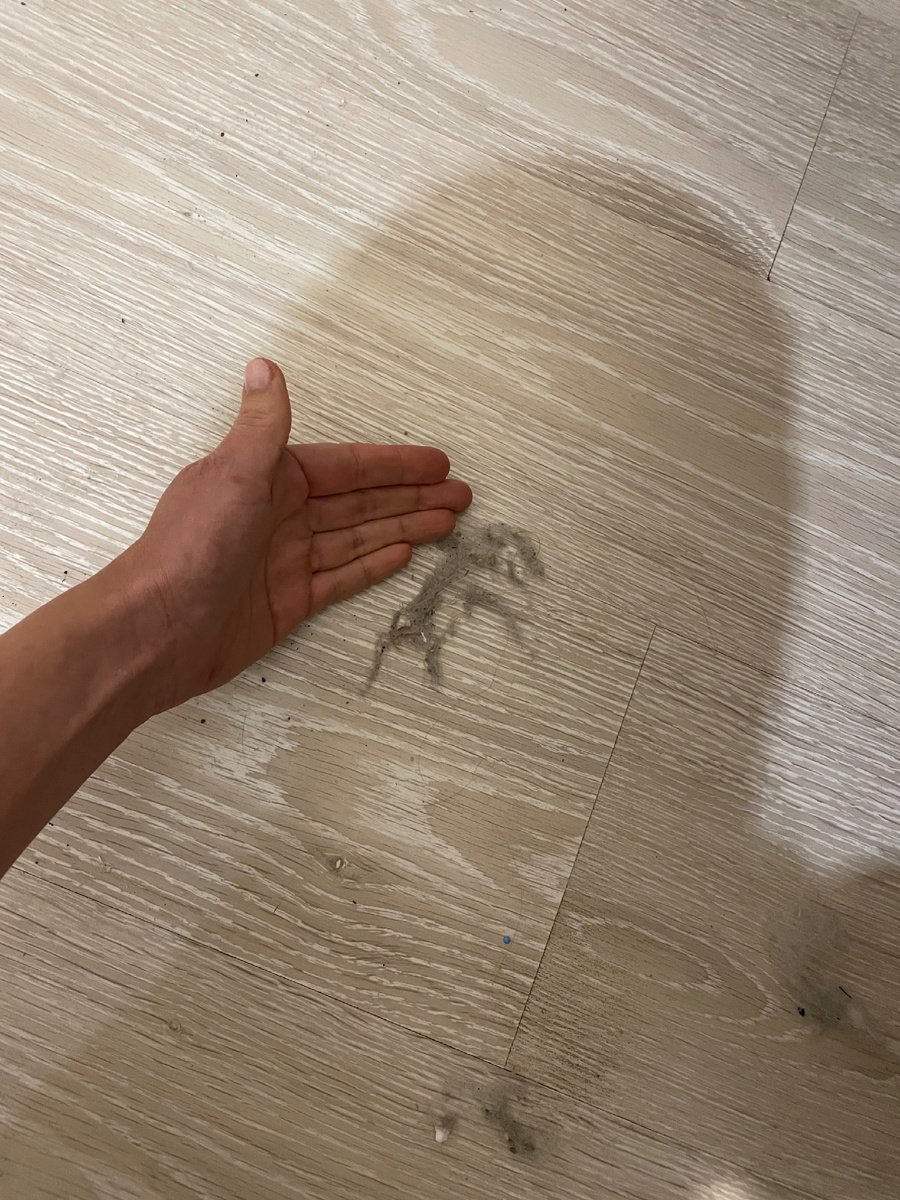 Чтобы помыть дверь, отодвигала диван, вот столько пыли там