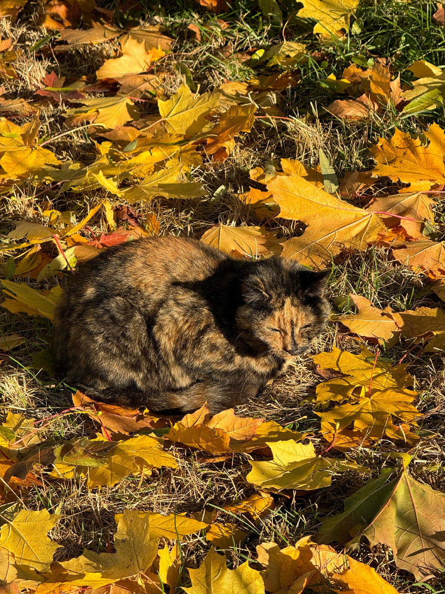 Пример мимикрии в природе 😅