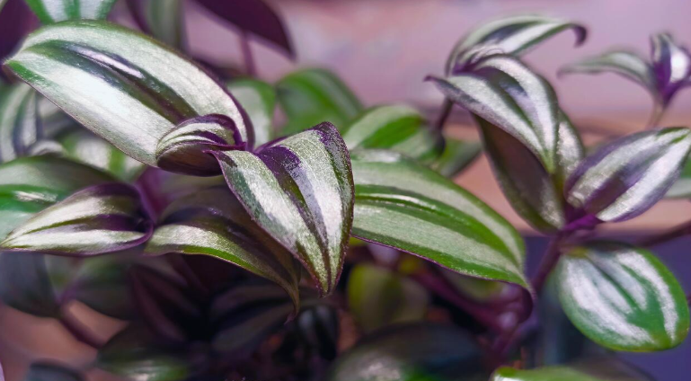 Tradescantia