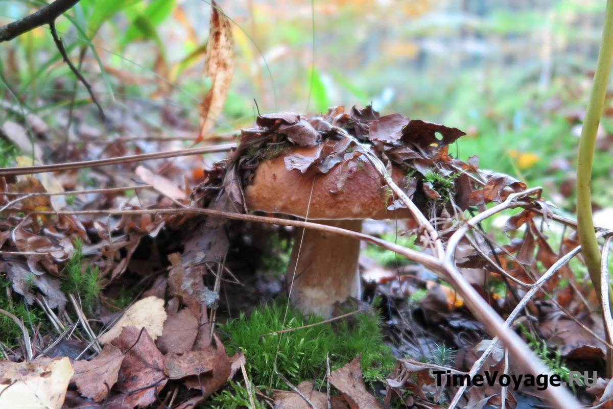 Белый гриб под листвой