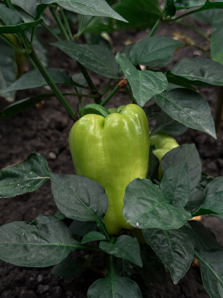 Урожай с моего огорода