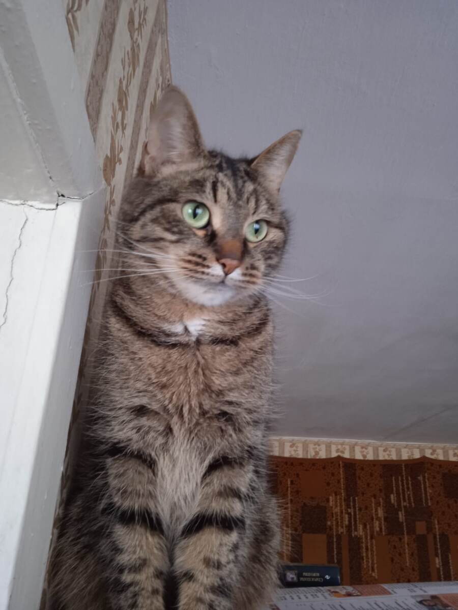 Фото автора рассказа Виолины. Яшка.