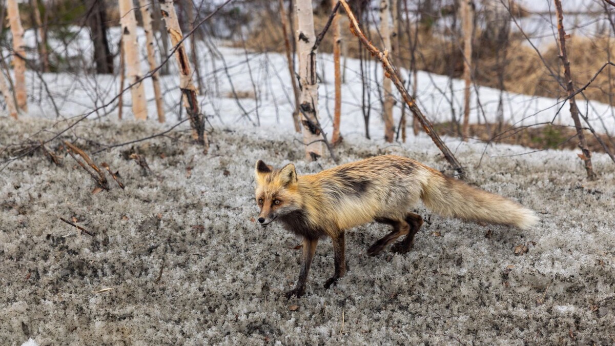    Фото: Федор Воронов / «Ямал-Медиа»