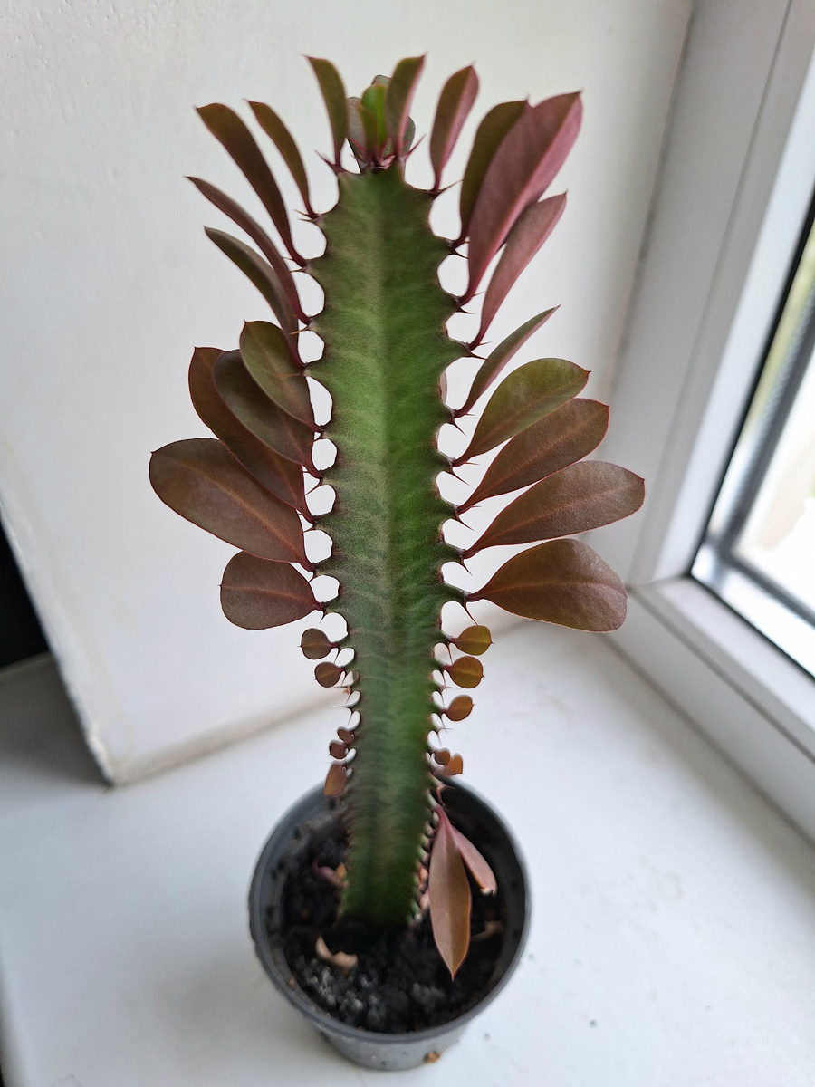 Моя эуфорбия рубра.