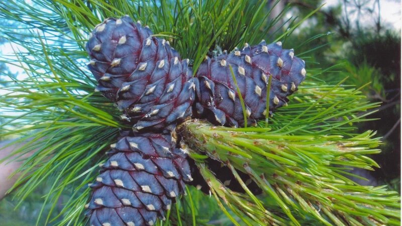     Сибирский кедр. ru.wikipedia.org