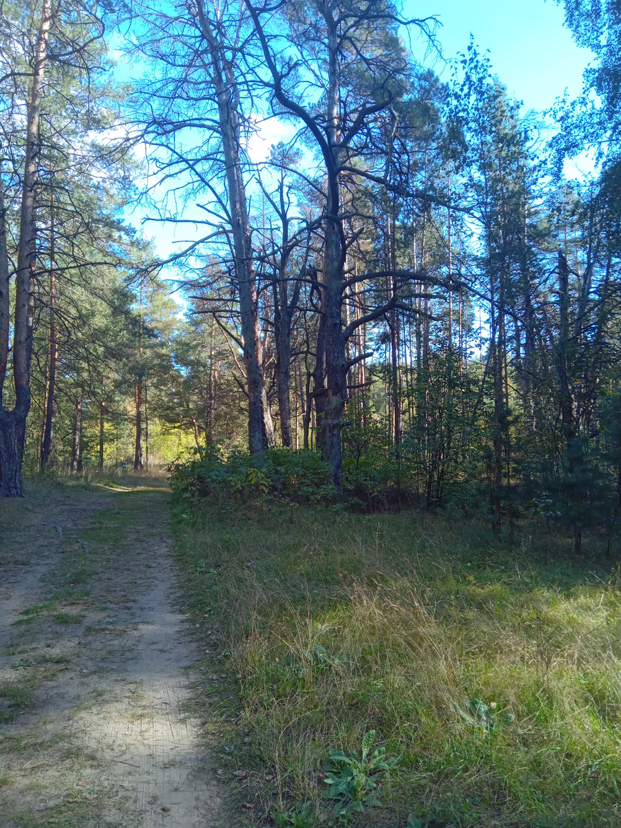 Лес - как говориться комментарии здесь излишни.